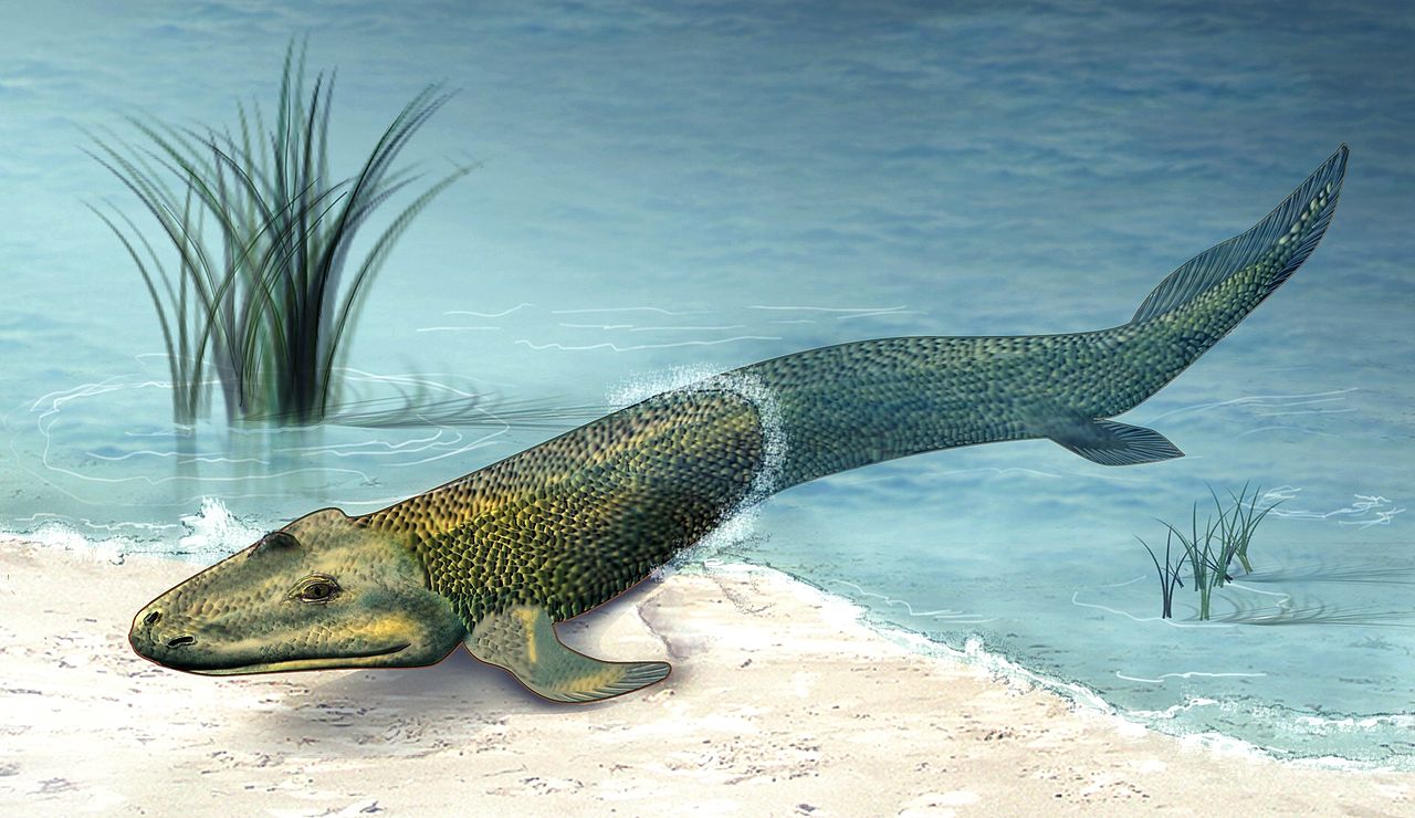 Artist’s rendering of Tiktaalik