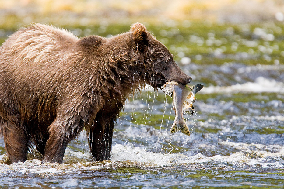 bear with a fish