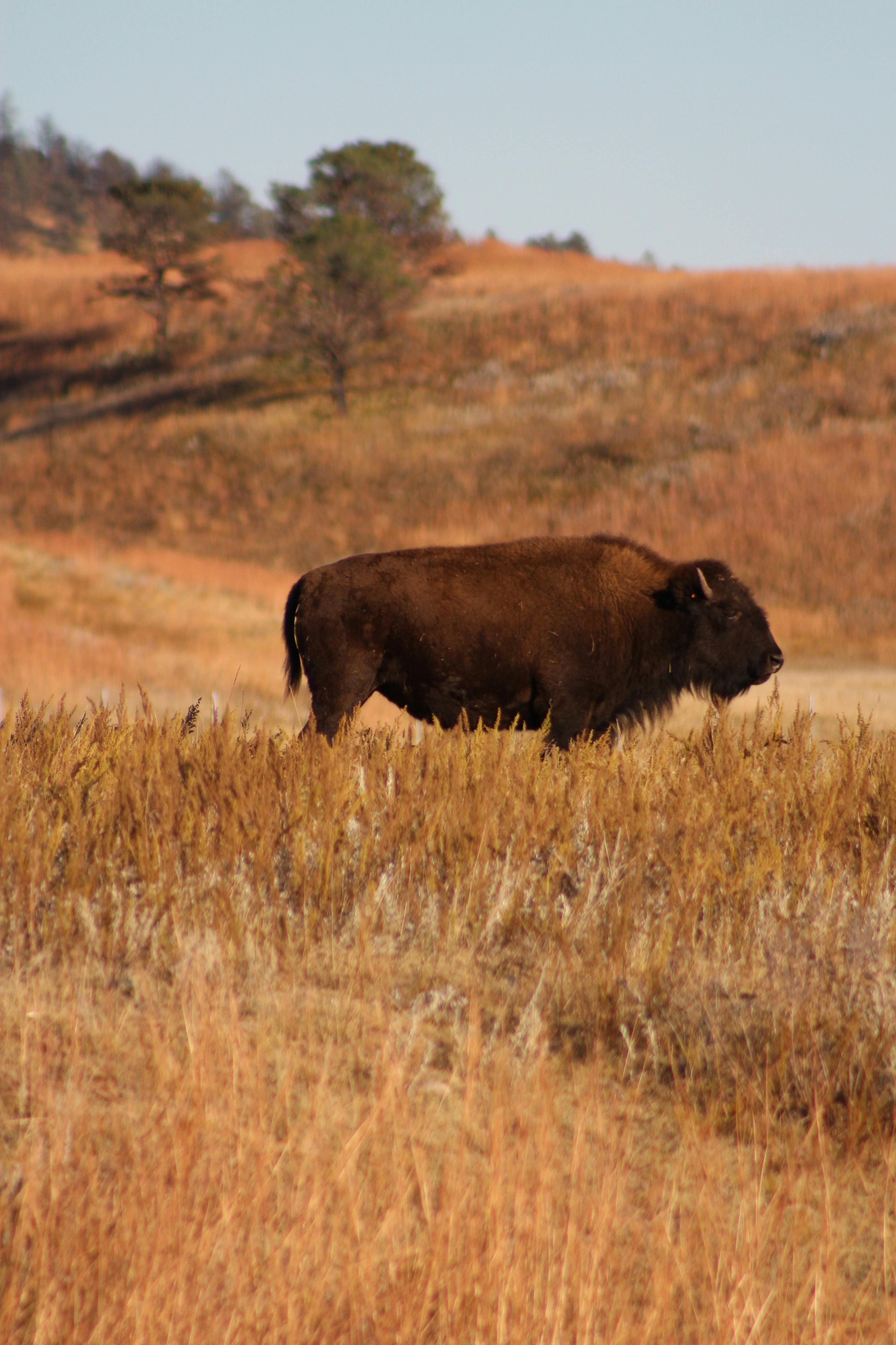 Bison on the Prairie