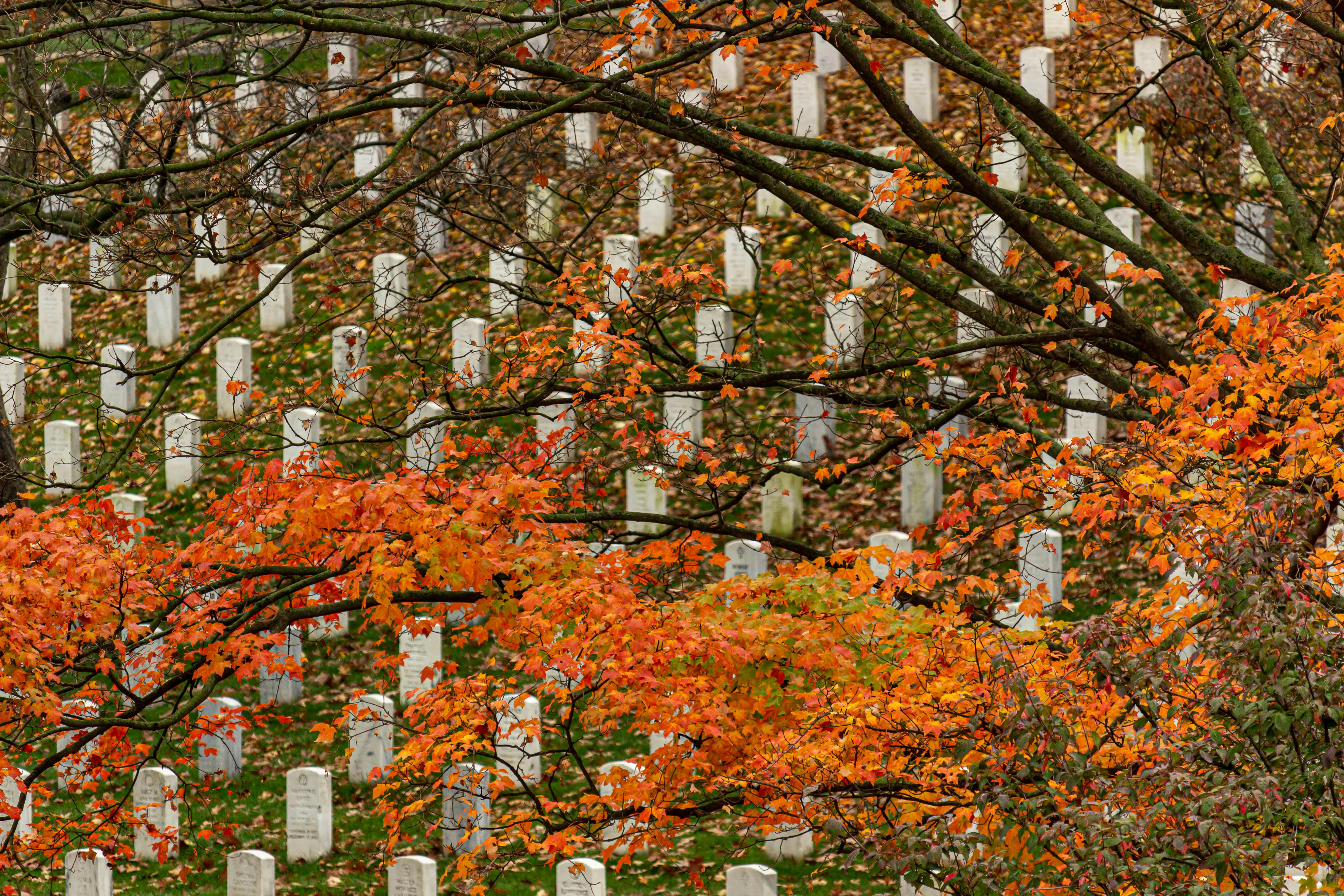 Branches of Autumn Trees over Arlington National Cemetery