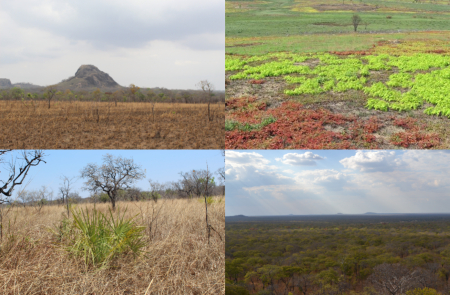 Diverse landscapes of miombo