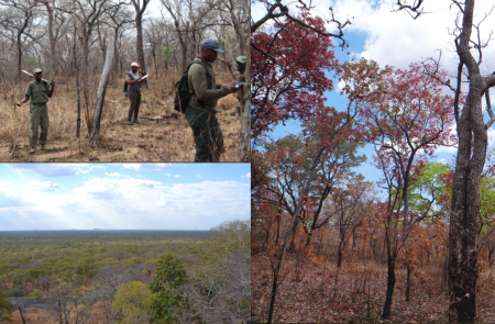 different seasons in miombo