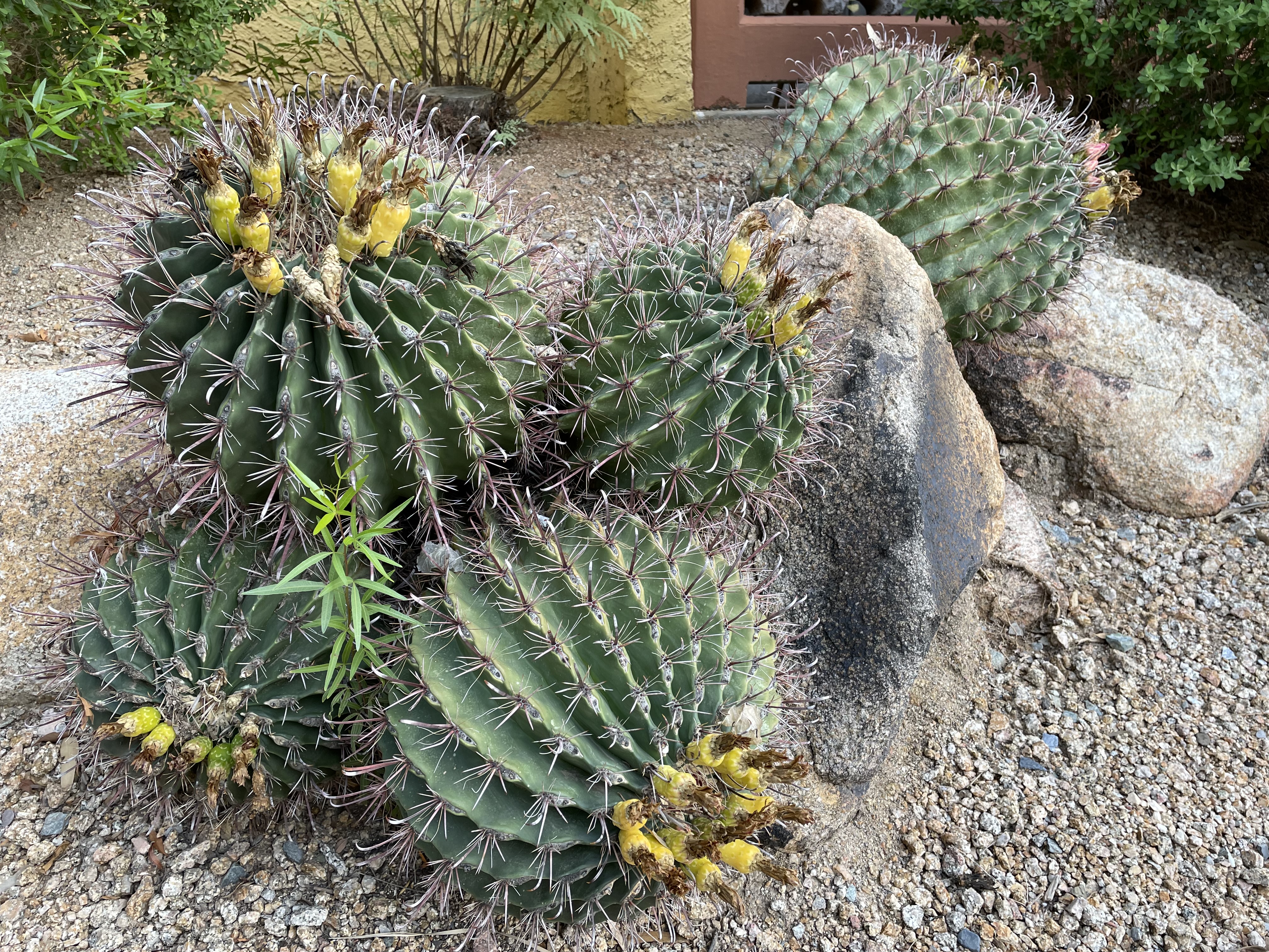 TRAVEL_PARKS23_cactus