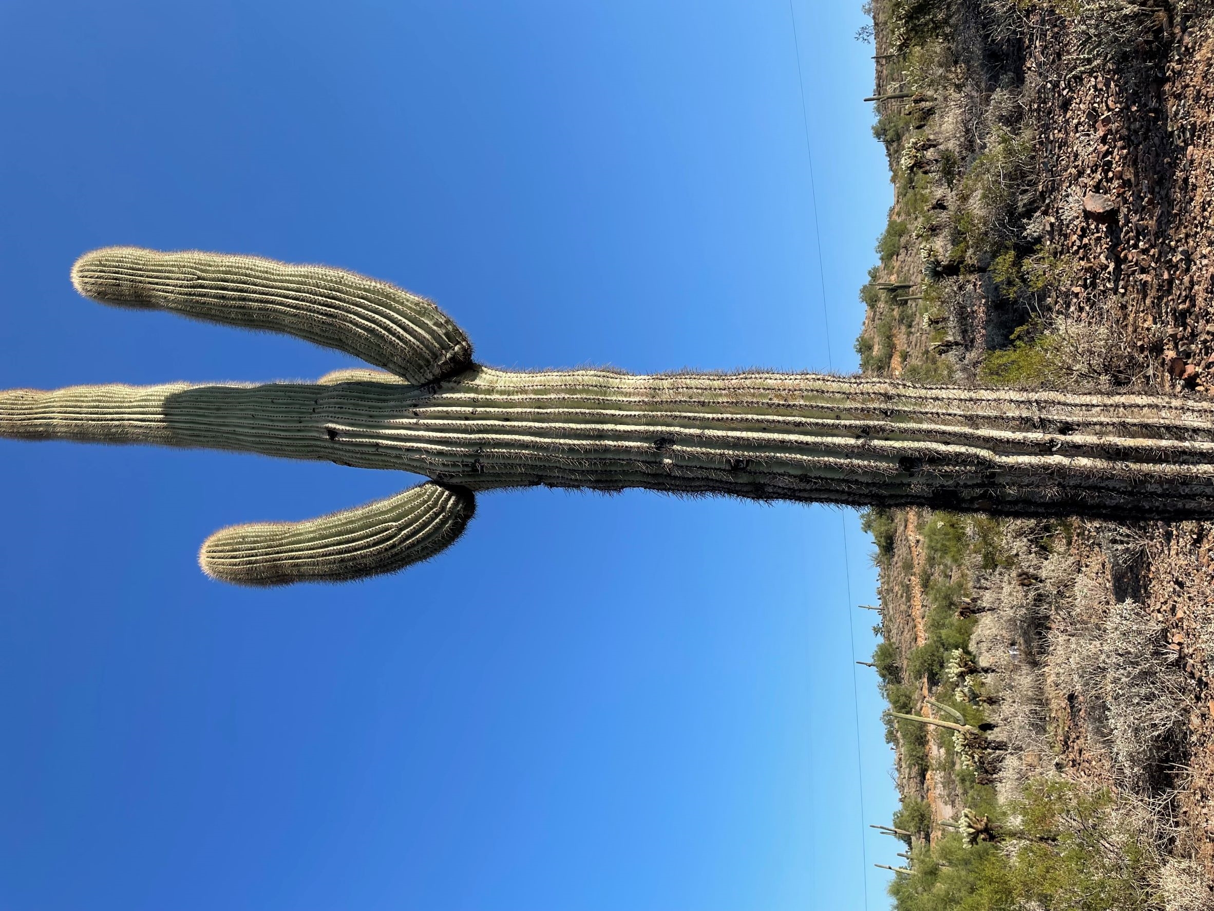 TRAVEL_PARKS22_Saguaro Cactus