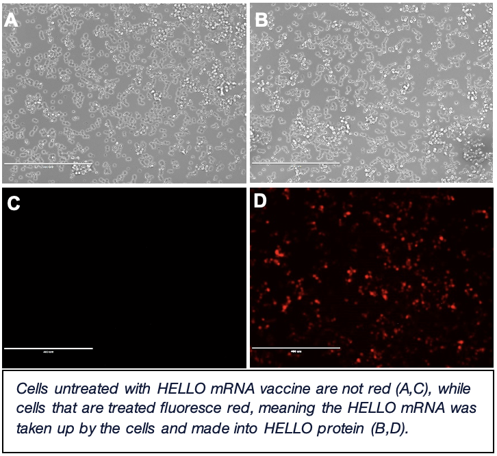 Cells untreated with HELLO mRNA vaccine are not red, while cells that are treated fluoresce red.