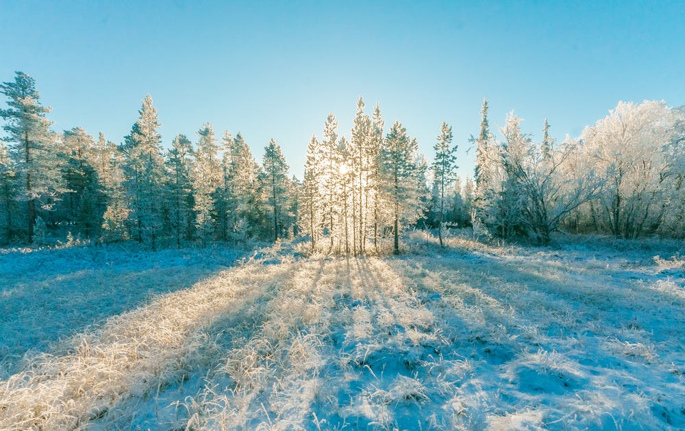 TFTL sun thru snow trees