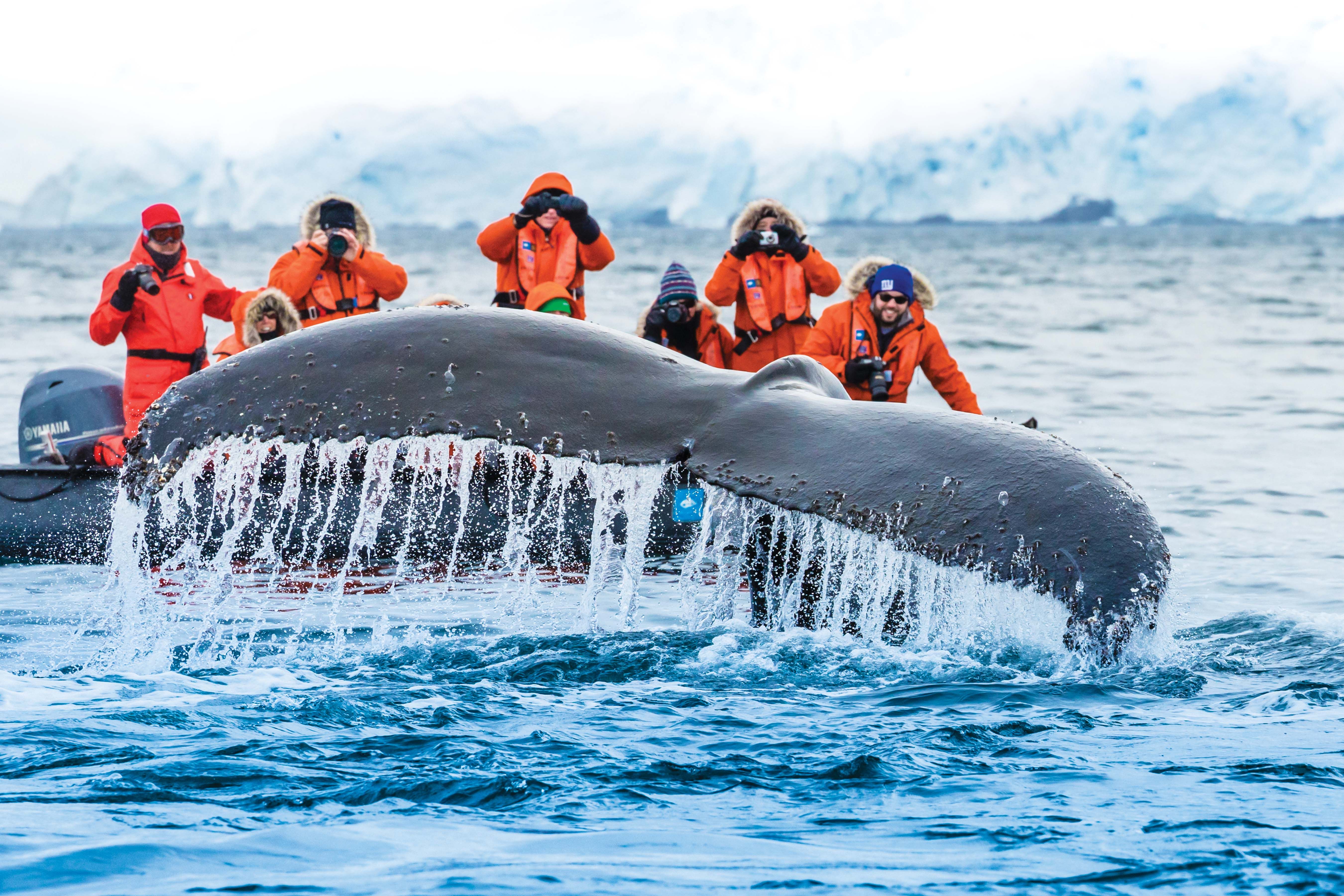 TRAVEL_ANTARCTICA23_Whales