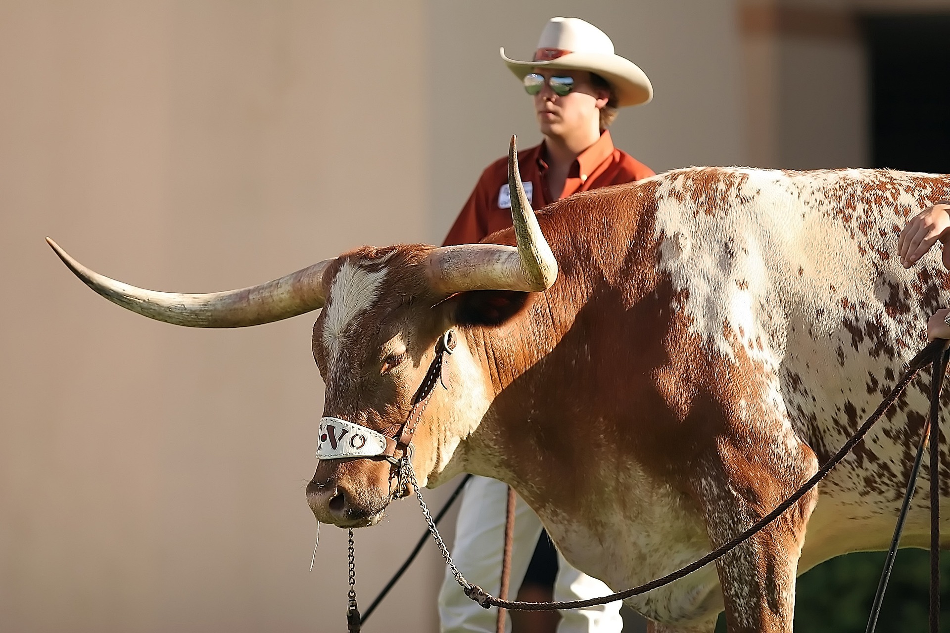 TRAVEL_ECLIPSE24_Texas Longhorn