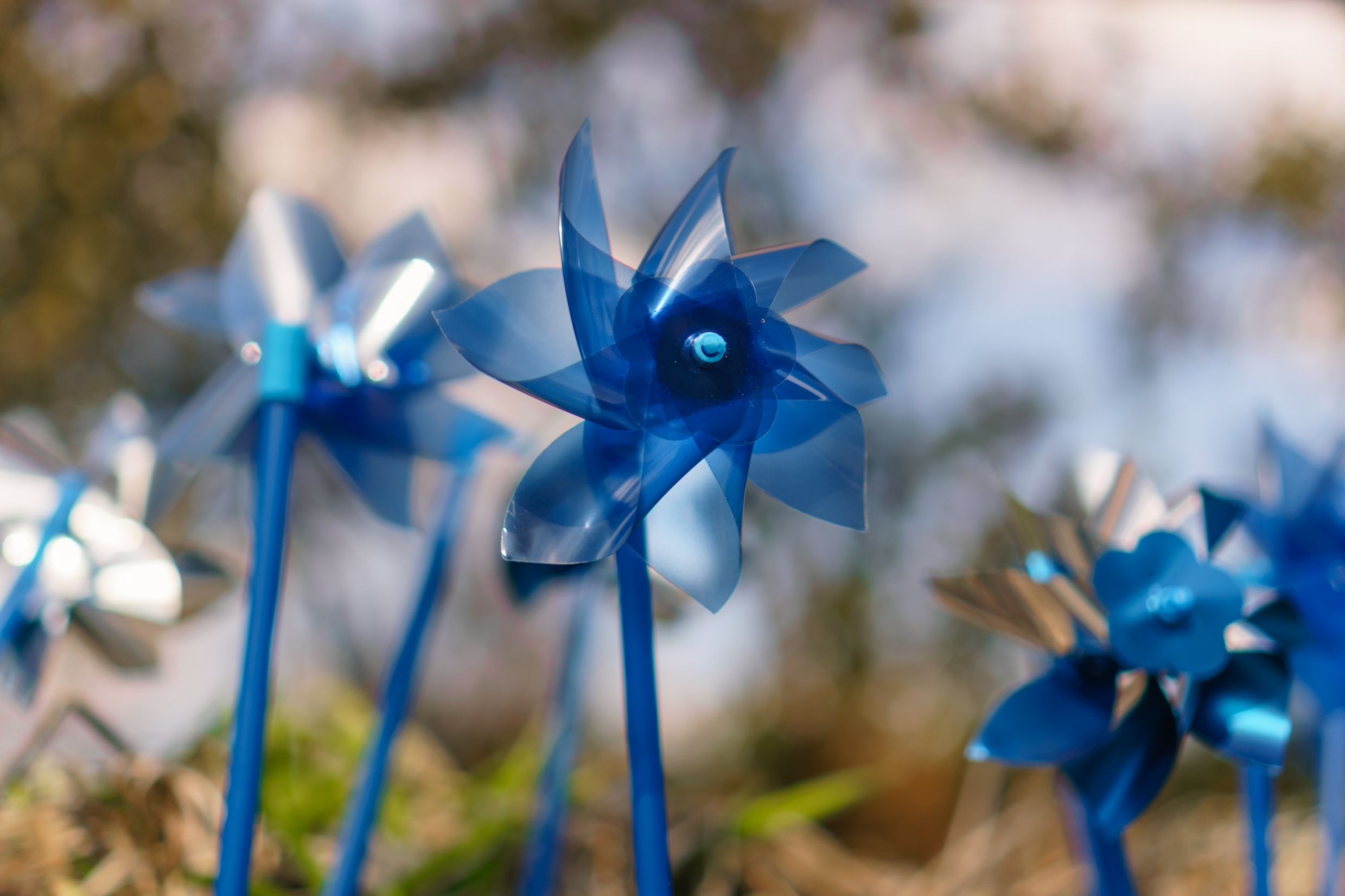 Close up of bright blue pinwheels