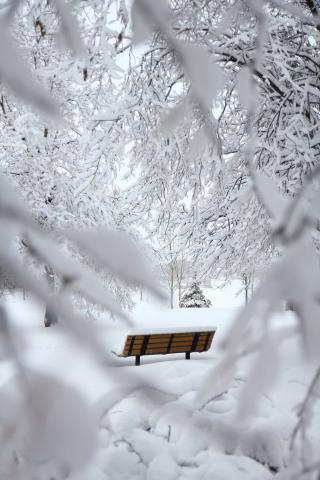TFTL back of snowy bench