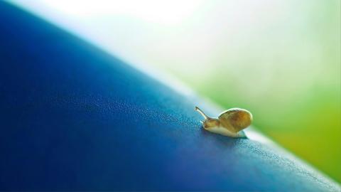 Brown snail on a blue incline