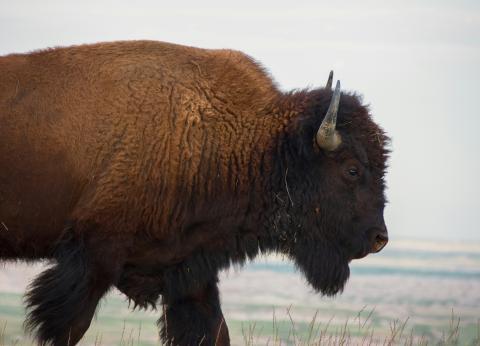 Bison