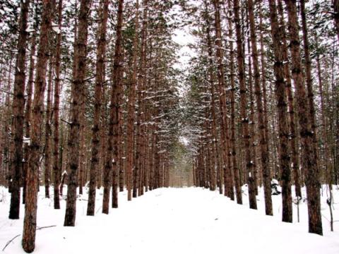 Winter-Forest-1-e1513349391882.jpg