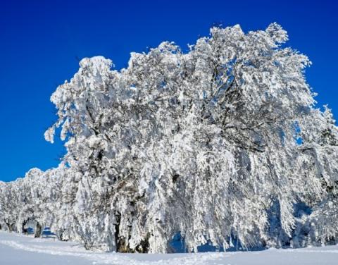 Winter-Tree-1-e1513970525493.jpg