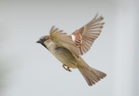 sparrow-3594693_960_720.cropped.jpg
