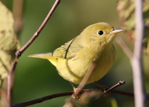 Yellow-warbler.jpg