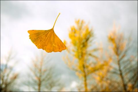Single-yellow-leaf.jpg