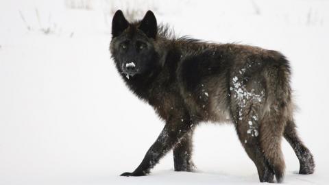 Yellowstone-gray-wolf.jpg